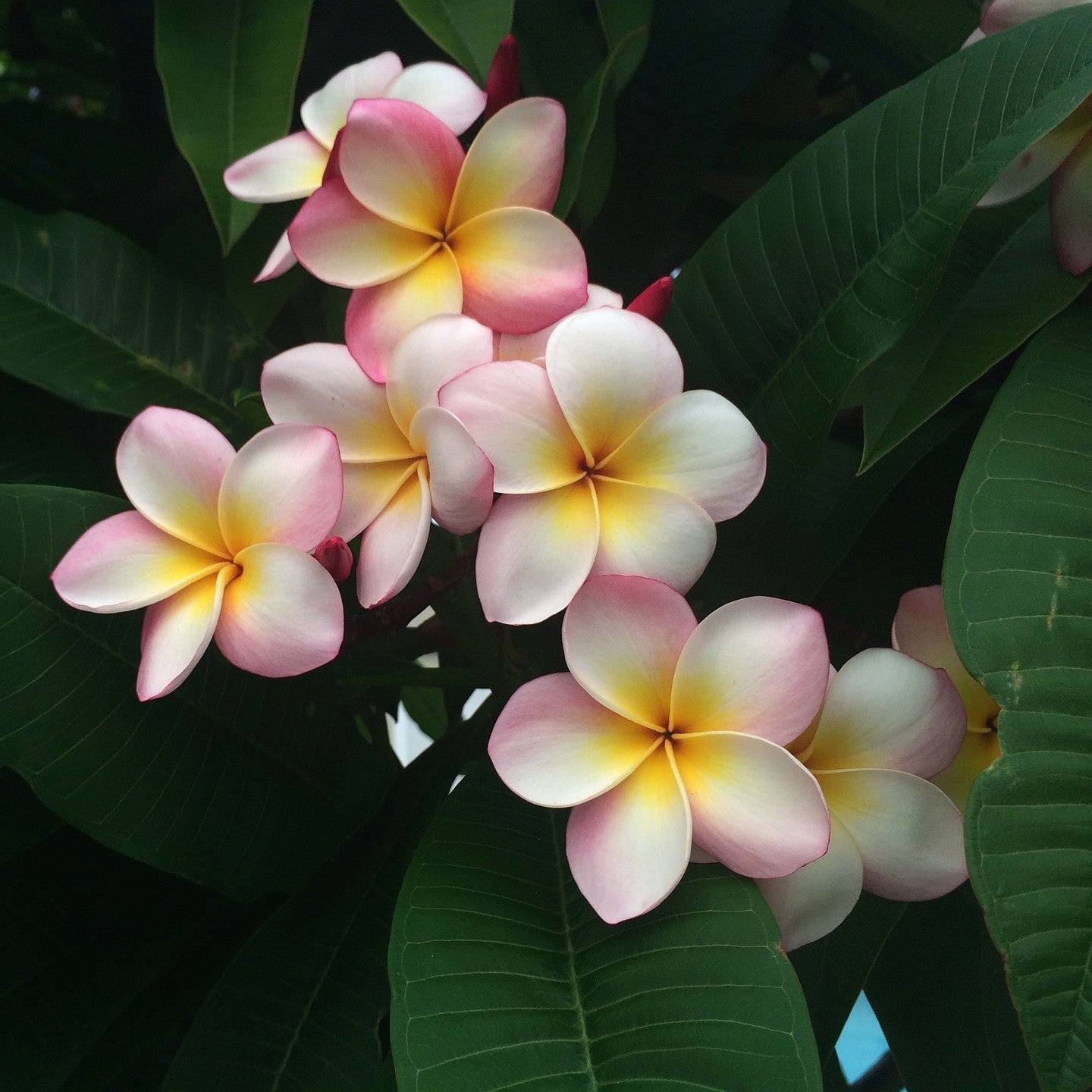 Franjipani Perfume