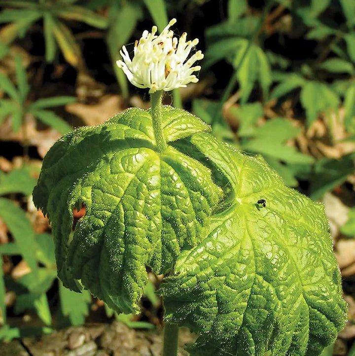 Goldenseal Root Tincture (organic, grown in Scotland)