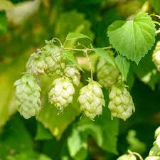 Hops Tincture