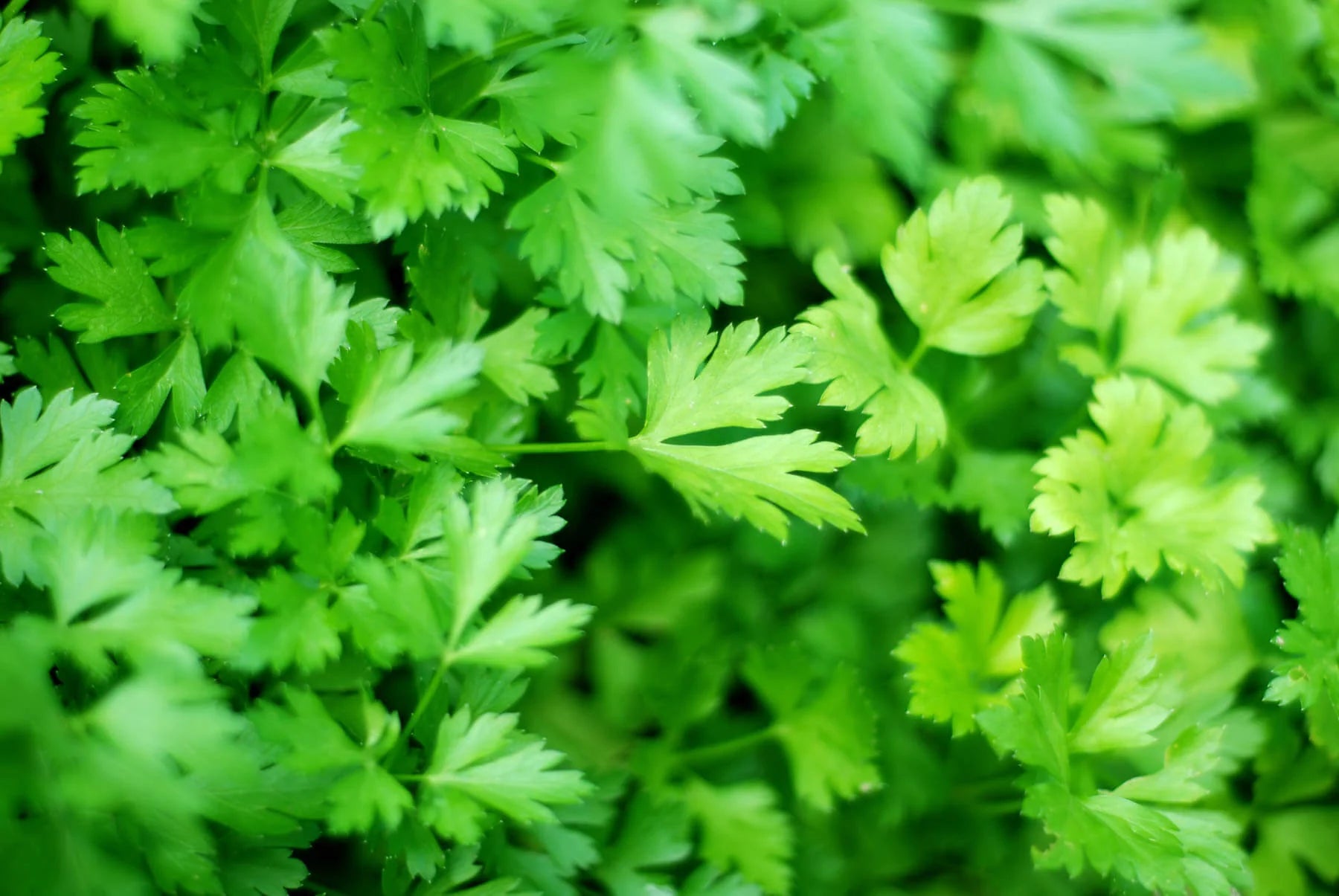 Parsley Root Tincture