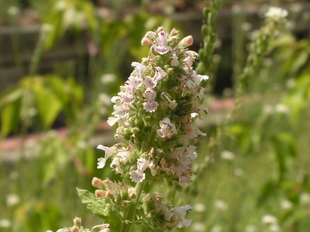 Catnip Tincture (organic)