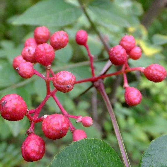 Prickly Ash Bark Tincture